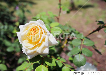 薔薇庭園の黄色い薔薇 115421490