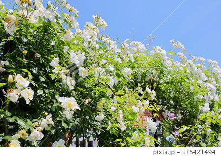 薔薇庭園の白い半八重咲きの薔薇 薔薇庭園の白い半八重咲きの薔薇 115421494