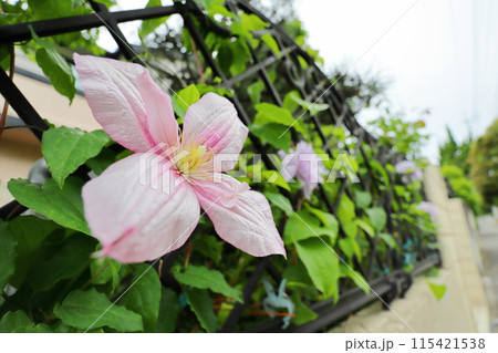 フェンスに咲くクレマチス　キャロライン 115421538
