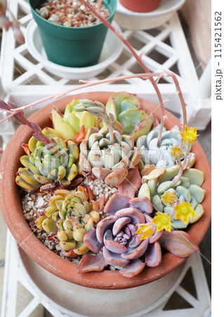 多肉植物の寄せ植え 多肉植物の寄せ植え 115421562