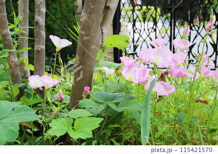 庭のピンクのツキミソウの花 庭のピンクのツキミソウの花 115421570