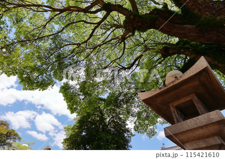 青空に映える神社の御神木 115421610