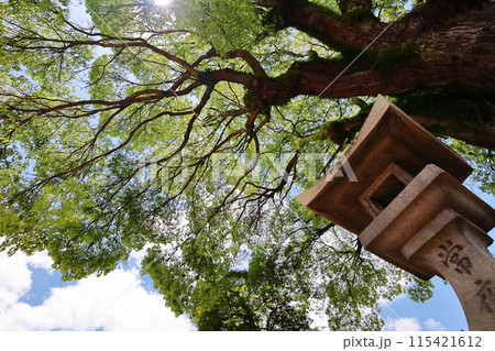 青空に映える神社の御神木 青空に映える神社の御神木 115421612