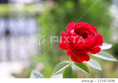 深紅のミニバラ　トゥルーブルーム　レッドキャプテン 115421696