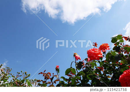 薔薇園の朱色の薔薇と青空 薔薇園の朱色の薔薇と青空 115421738