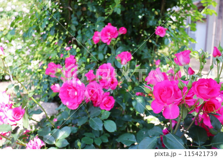 薔薇園の濃いピンク色の薔薇 薔薇園の濃いピンク色の薔薇 115421739