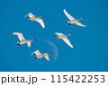 月を背景のコハクチョウの飛翔 115422253