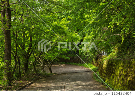 八幡山の秋を散策 115422404