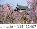 枝垂桜と弘前城 115422407