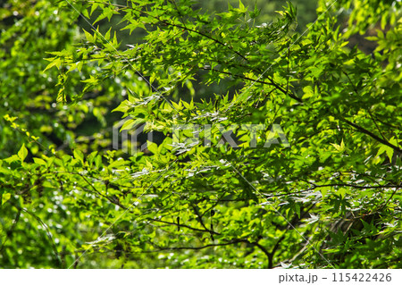 八幡山の秋を散策 115422426