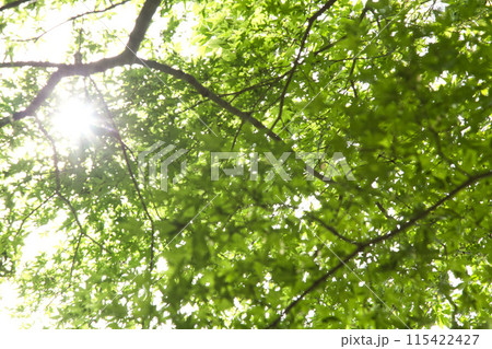 八幡山の秋を散策 115422427