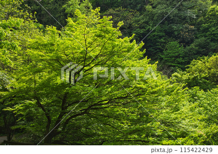 八幡山の秋を散策 115422429