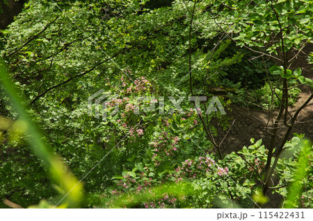 八幡山の秋を散策 八幡山の秋を散策 115422431