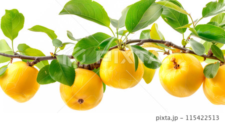 Close-up of ripe Quince on a tree branch. Vibrant citrus fruits and green leaves convey freshness and healthy living. 115422513
