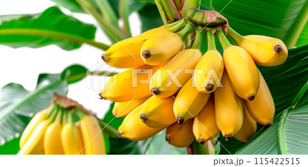 Close-up of ripe Bananas on a tree branch. Vibrant citrus fruits and green leaves convey freshness and healthy living 115422515