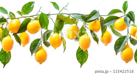 Close-up of ripe Lemons on a tree branch. Vibrant citrus fruits and green leaves convey freshness and healthy living. 115422518
