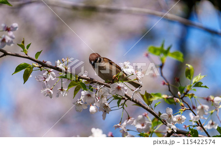 桜の枝にとまるスズメ 115422574