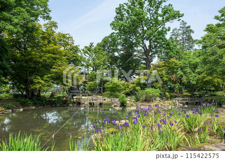 カキツバタ咲く日本庭園 旧池田氏庭園 秋田県 カキツバタ咲く日本庭園 旧池田氏庭園 秋田県 115422575