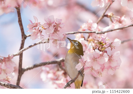 満開の河津桜の中で休むメジロ 満開の河津桜の中で休むメジロ 115422600