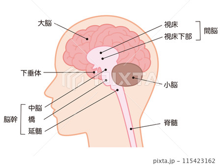 脳の構造 115423162