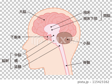 脳の構造 115423162