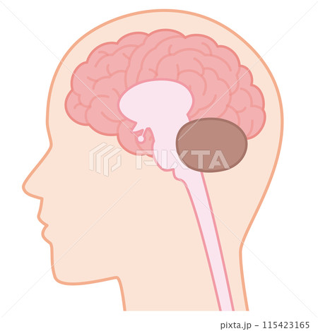 脳と脊髄 115423165
