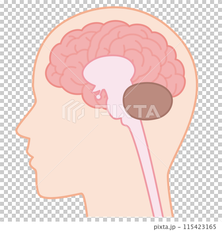 脳と脊髄 115423165