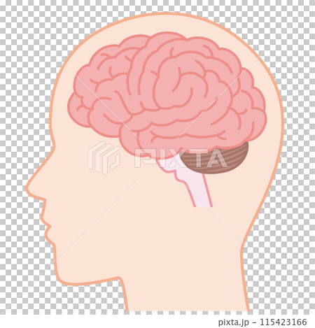 脳 115423166