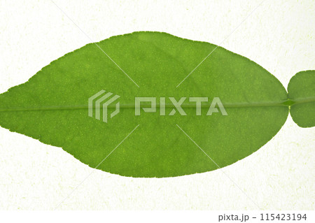 ユズ（柚子）の若葉と葉脈 115423194