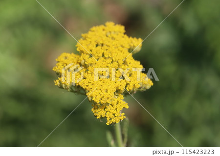 春の庭に咲くキバナノコギリソウの黄色い花 115423223