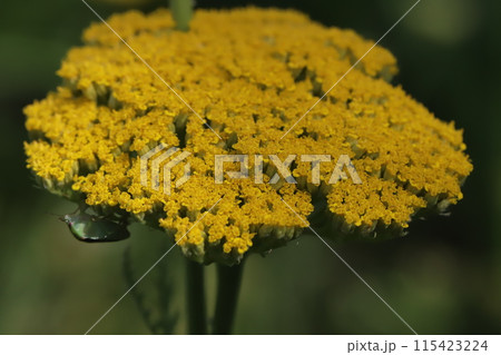 春の庭に咲くキバナノコギリソウの黄色い花 115423224