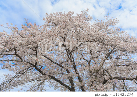 青空に映える満開の桜 青空に映える満開の桜 115423274