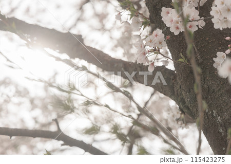 夕方の桜の木 115423275