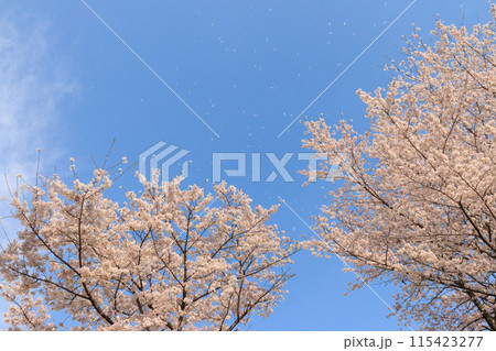 青空に映える二本の桜と桜吹雪 115423277