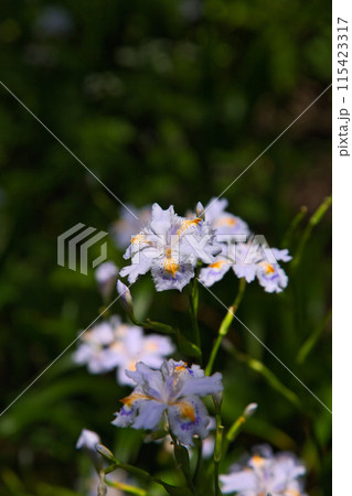 一乗谷、西山光照寺跡に春の訪れ 一乗谷、西山光照寺跡に春の訪れ 115423317