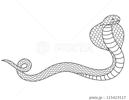 コブラの線画イラスト素材 コブラの線画イラスト素材 115423517