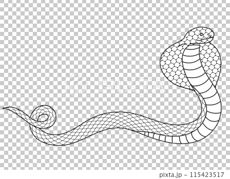 Cobra line drawing illustration material Cobra line drawing illustration material 115423517