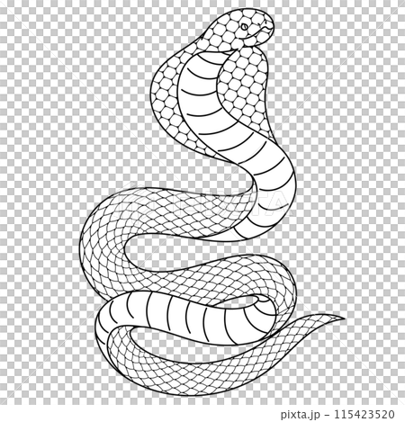 眼鏡蛇線描插畫素材 眼鏡蛇線描插畫素材 115423520