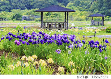 二見しょうぶロマンの森 満開のしょうぶ園 二見しょうぶロマンの森 満開のしょうぶ園 115423585