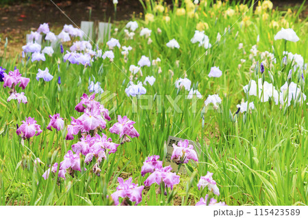 二見しょうぶロマンの森　満開のしょうぶ園 115423589