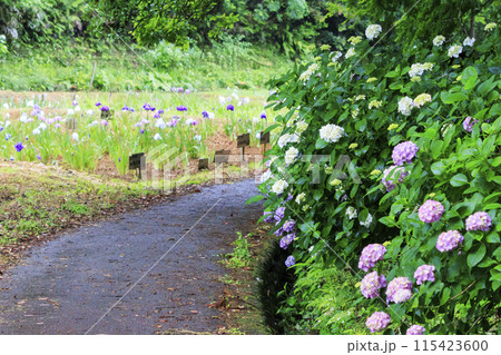 二見しょうぶロマンの森　満開のしょうぶ園 115423600