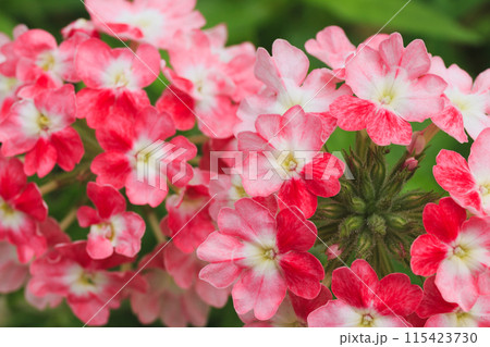 赤いかわいい花(バーベナ) 赤いかわいい花(バーベナ) 115423730