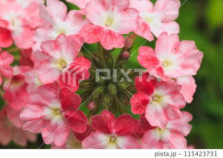 赤いかわいい花(バーベナ) 赤いかわいい花(バーベナ) 115423731