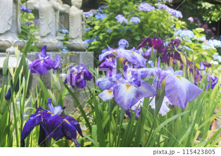 アジサイ寺　大慈寺 115423805