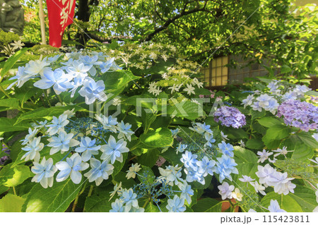 アジサイ寺　大慈寺 115423811