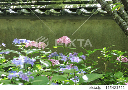 アジサイ寺　大慈寺 115423821