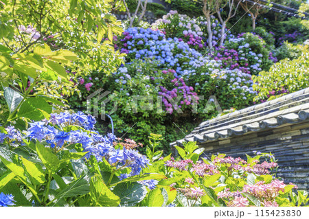 アジサイ寺 大慈寺 アジサイ寺 大慈寺 115423830