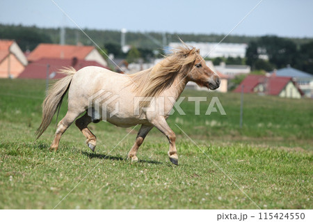 Amazing pony on pasturage Amazing pony on pasturage 115424550