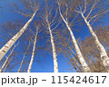 青空を背景にそびえる冬の白樺 115424617