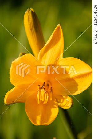 夏の湿原に咲く黄色い満開の花 115424626